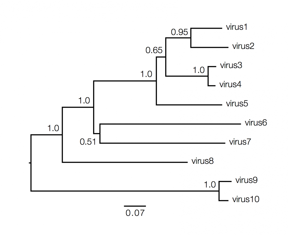 How to read a phylogenetic tree